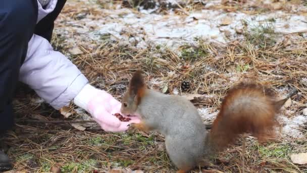 Seorang Anak Memberi Makan Tupai Dengan Kacang Pinus Dari Tangannya — Stok Video