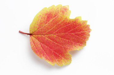 Beyaz arka plan üzerinde kırmızı viburnum parlak renkli sonbahar yaprağı, doğal renk, yüksek kontrast.