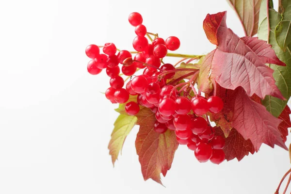 在白色背景上与秋季树叶的药用葡萄树的成熟多汁浆果 自然明亮的色彩 高对比度 — 图库照片