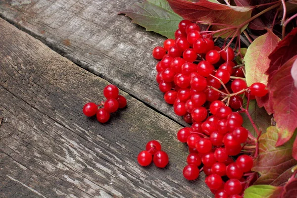 Viburnum 多汁和成熟的浆果与叶子在秋天的树枝上 在一个乡村背景与有趣的结构 明亮的自然颜色 — 图库照片