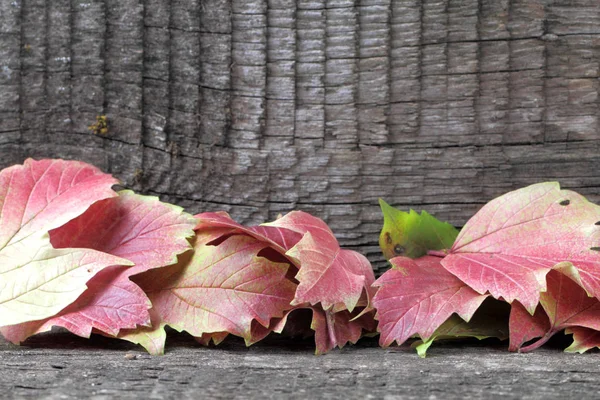 Hintergrund Mit Bunten Herbstblättern Aus Rotem Viburnum Und Der Ursprünglichen — Stockfoto