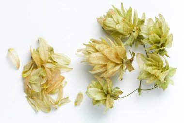 Kuru hop konileri beyaz arka plan, parlak doğal renkler, yüksek kontrast lı bira için yakın çekim hammadde.