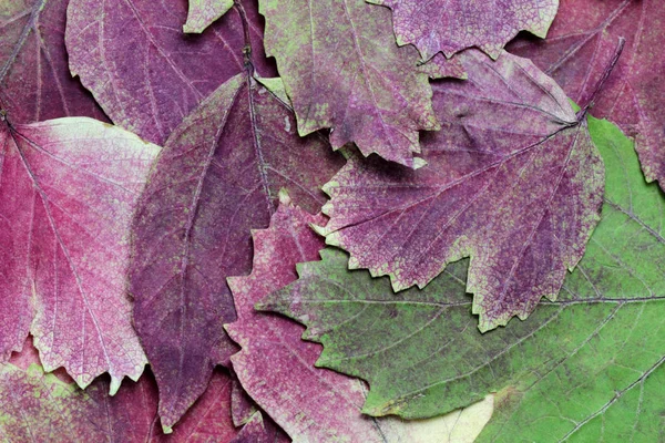 Bakgrund Torra Höstlöv Olika Färger Naturliga Färger Den Ursprungliga Formen — Stockfoto