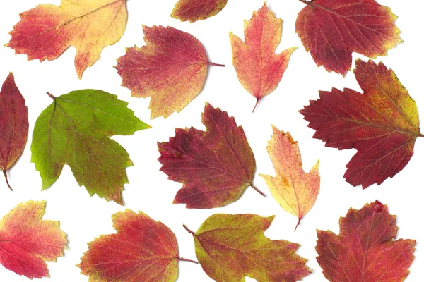 Collage Aus Bunten Herbstblättern Auf Weißem Hintergrund Hellen Naturfarben Hohem — Stockfoto