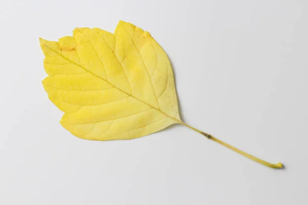 Foglia Gialla Lucente Albero Colorazione Autunno Colore Naturale Uno Sfondo — Foto Stock