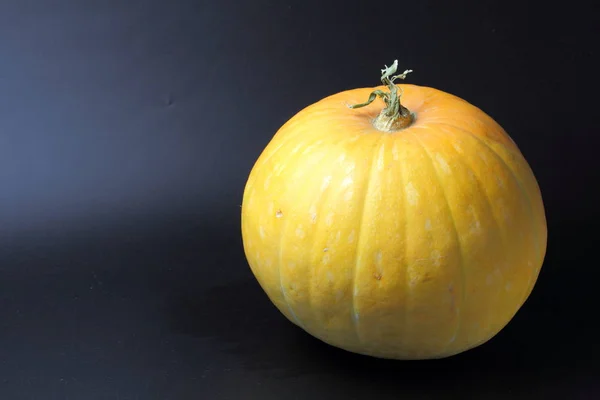 Grande Zucca Matura Sfondo Scuro Concetto Halloween Ringraziamento Spazio Copia — Foto Stock