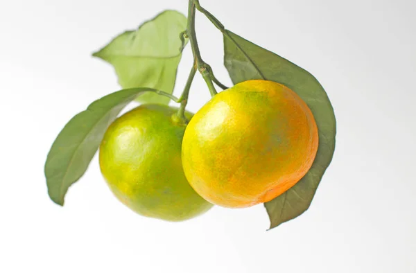 Branch Leaves Half Ripe Tangerines White Background — Stock Photo, Image