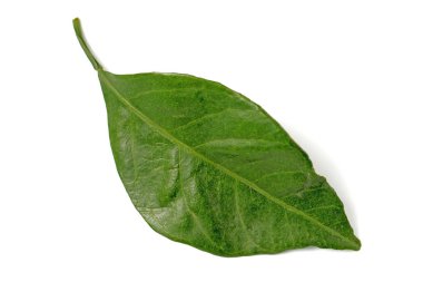 Mandalina ağacının yaprakları beyaz arka planda yakın plan.