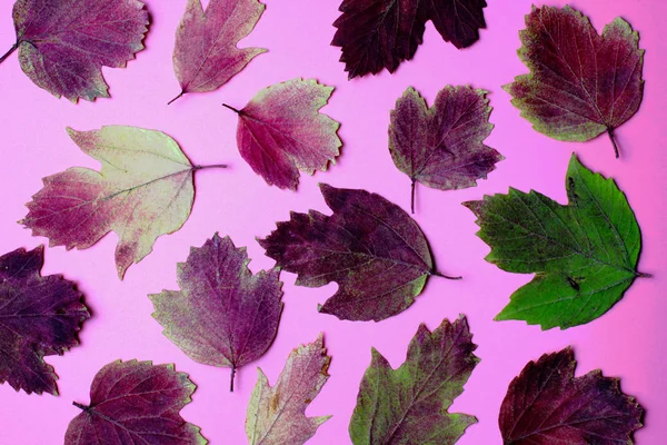 Muster Herbstlich Gefärbter Baumblätter Auf Rosa Hintergrund — Stockfoto