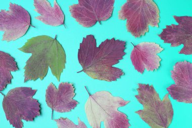 Şablon, sonbahar renklerinde yapraklar mavi arka planda.