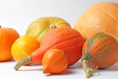 Beyaz arka planda farklı boyutlarda çiçek ve tür organik balkabakları, Şükran Günü konsepti.