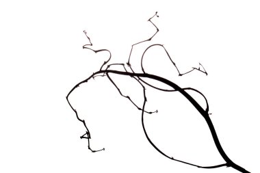 Arka planda muhteşem şekilli kuru bir dal, sonbahar konsepti, beyaz arka plan.
