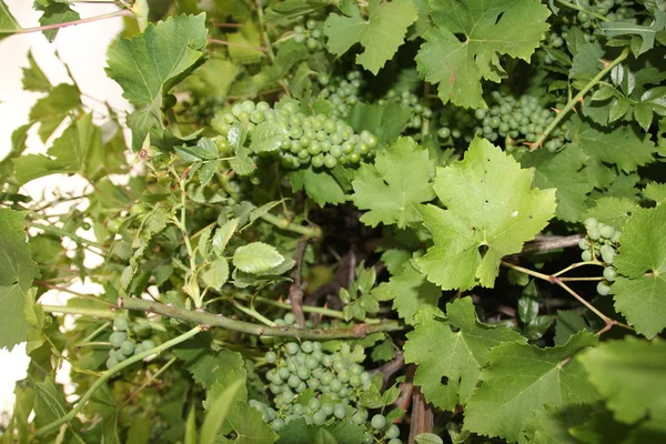 Szőlő Éretlen Zöld Szőlő Borkészítési Nyersanyagok Természetes Színek — Stock Fotó