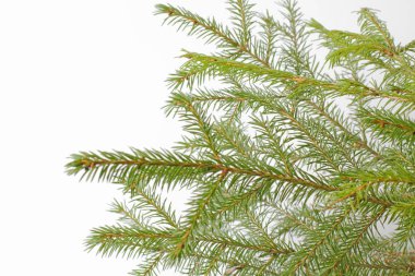 Beyaz arkaplanda Noel ağacı dalları, doğal renk, metin yeri, tasarımcı için boş.