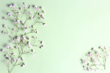 Çiçek kompozisyonu. Mavi arka planda çingene çiçekleri. Bahar ya da yaz konsepti. Düz konum, üst görünüm, kopyalama alanı.