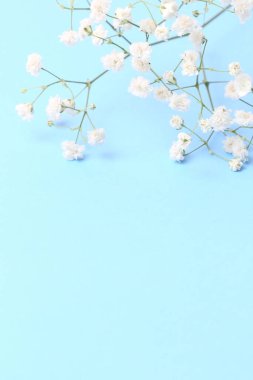 Çiçek kompozisyonu. Soluk mavi arka planda dikey çingene çerçevesi, pastel. Düz konum, üst görünüm, kopyalama alanı.