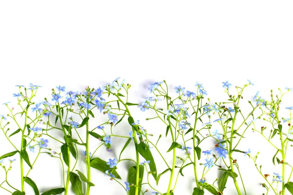 Gramíneas Escorpião Myosotis Closeup Fundo Branco Flores Azuis Com Vegetação — Fotografia de Stock