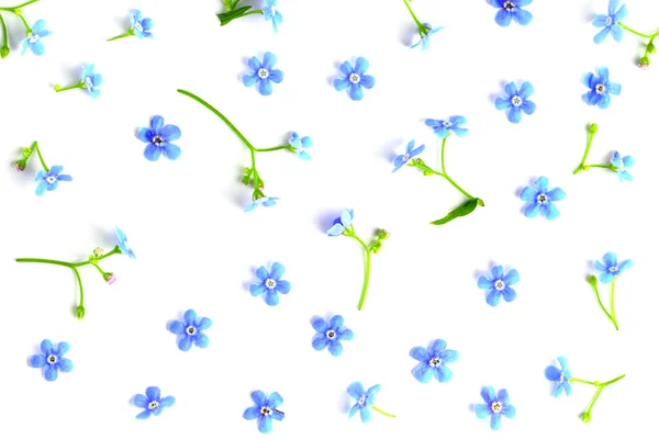 Kék Virágok Virágok Mintázata Fehér Háttérrel Közelről Tavaszi Vagy Nyári — Stock Fotó