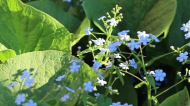 Akrep otları ya da koyu yeşil arka planda parlak mavi Myosotis çiçekleri. Yakın çekim, karede kolay hareket. Bahar mis kokulu ilk çiçekler.
