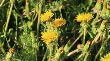 Gün batımında, parlak güneş ışığında karahindiba çiçekleri. Yakından, rüzgar çiçekleri sallıyor..