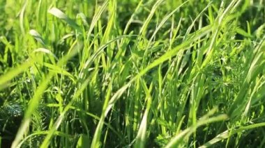 Gün batımında güneşin altında parlak, genç bahar yeşillikleri. Hafif rüzgar çimenleri sallıyor, yakın plan..