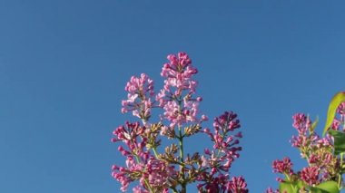 Mavi gökyüzünün arka planındaki leylak çiçekleri hafif bir esintide sallanıyor. Bahar akşamı güneşi, altın saat. Başlıklar ya da metinler için yer.