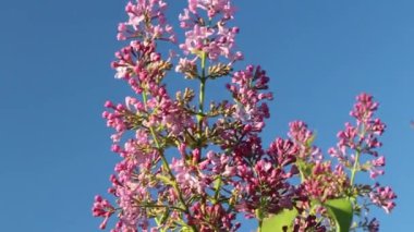 Dalı leylak, pembe, leylak, menekşe renginde. Gün batımında, parlak mavi bir gökyüzünün arkaplanına yakın çekim. Metin veya başlıklar için yer.