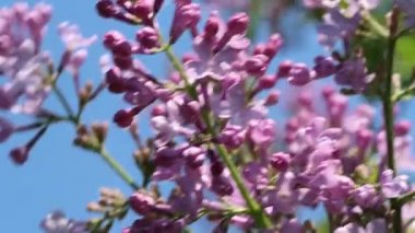 Mavi gökyüzüne karşı pembe ve mor leylak çiçekleri hafif bir esintide sallanıyor. Parlak kokulu çiçekler. Yakın plan, bahar akşamı güneşi, altın saat.