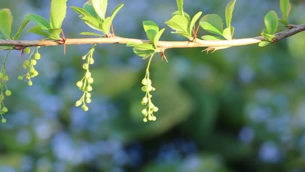 早春に 枝に果実の花芽が閉じています 小さな青い花と濃い緑色の背景 風からの動きが簡単 — ストック動画