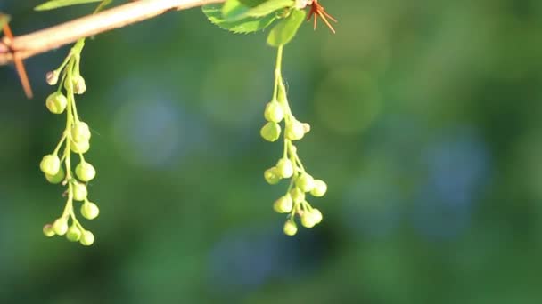 Flower Buds Berberis Branch Close Early Spring Dark Green Background — Stock video