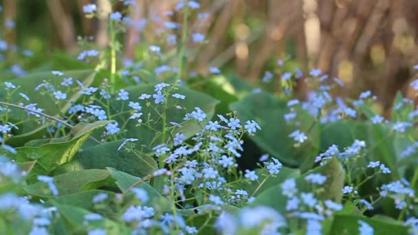 Scorpion Grasses Myosotis Bright Blue Flowers Dark Green Background Close — Stock video