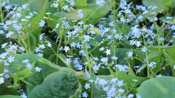 Scorpion Χόρτα Myosotis Φωτεινό Μπλε Λουλούδια Σκούρο Πράσινο Φόντο Κοντινό — Αρχείο Βίντεο