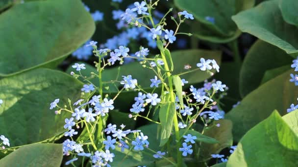 Scorpion Grasses Myosotis Bright Blue Flowers Dark Green Background Close — Stockvideo