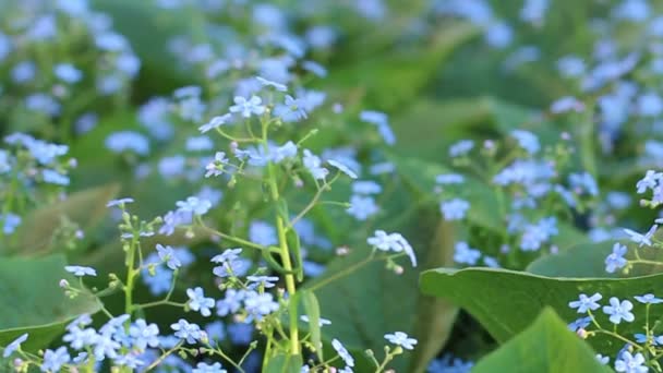 Scorpion Grasses Myosotis Bright Blue Flowers Dark Green Background Close — Stockvideo