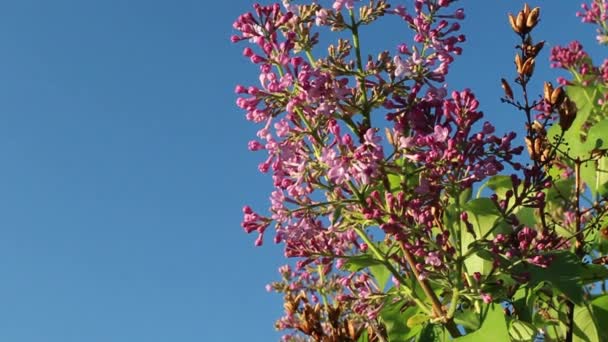 Pink Purple Lilac Flowers Blue Sky Swing Light Breeze Bright — Stock video