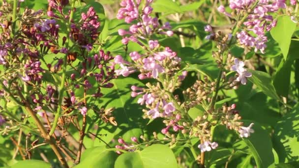 Branch Flowers Lilac Pink Lilac Violet Colors Background Bright Spring — Stockvideo