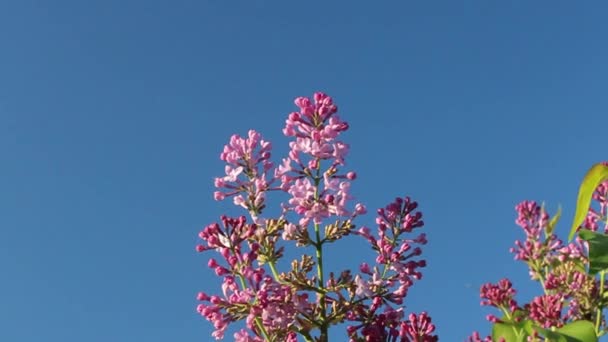 Lilac Flowers Background Blue Sky Swing Light Breeze Spring Evening — Stock video