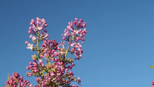 Lilac Λουλούδια Ένα Φόντο Του Μπλε Ουρανό Ταλάντευση Ένα Ελαφρύ — Αρχείο Βίντεο