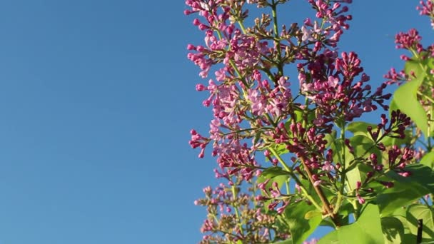 Branch Flowers Lilac Pink Lilac Violet Colors Backdrop Bright Blue — Stock Video