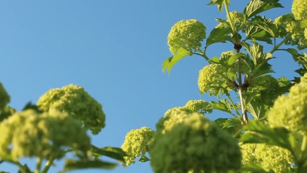 Palle Fiori Viburno Giovane Rami Contro Cielo Azzurro Vivo Primo — Video Stock