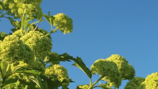 Balls Flowers Young Viburnum Branches Bright Blue Sky Close Light — Stockvideo