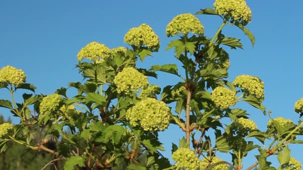 Balls Flowers Young Viburnum Branches Bright Blue Sky Close Light — Stockvideo