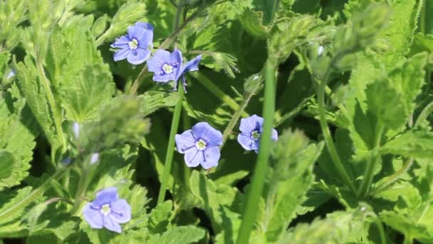 Plantas Verdes Pequeñas Flores Azules Verónica Bajo Sol Brillante Tarde — Vídeo de stock