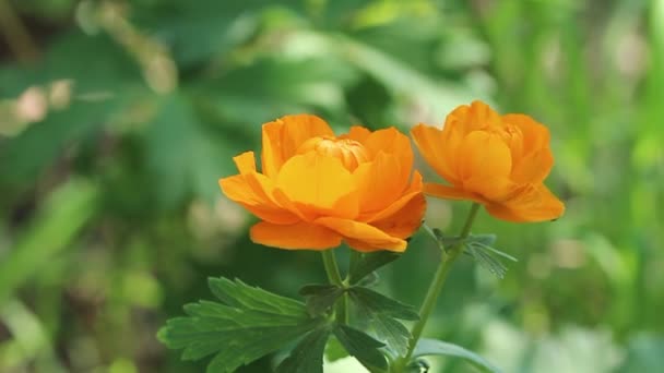 Fényes Virágok Trollius Hátterében Vad Növényzet Két Virág Keretben Könnyű — Stock videók