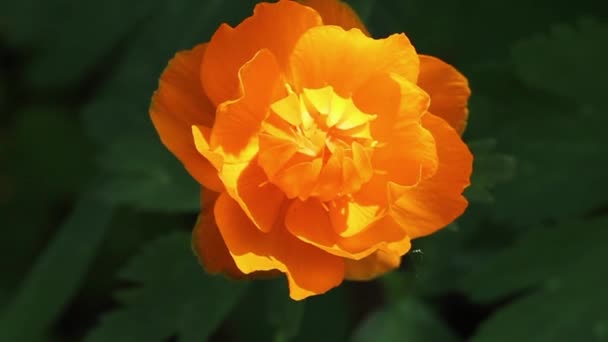 Fényes Narancs Virág Egy Vad Trollius Hátterében Erdő Növényzet Közelkép — Stock videók
