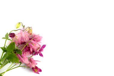 Çiçek kompozisyonu. Beyaz arka planda bir buket çiçek ya da aquilegia vulgaris. Üst görünüm, düz görünüm, metin için yer, kopyalama alanı. Bahar ya da yaz konsepti.