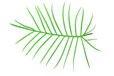 Egzotik eğrelti otu yaprağı beyaz bir arkaplanı kaplar, izole eder. Üst manzara, düz uzanma.