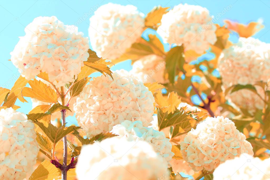 Large flowers against the blue sky, distorted colors, the concept of hot summer.