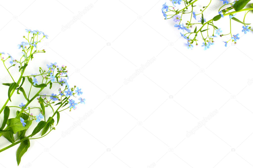 Flower composition. Frame of forget-me-not  or scorpion grasses flowers on a white background, close-up. Top view, flat lay, place for text, copy space. Spring or summer concept.