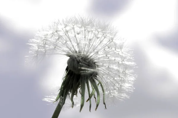 Dandelion Blurry Bright Sky Small Clouds Close Concept Hot Summer — Stock Photo, Image